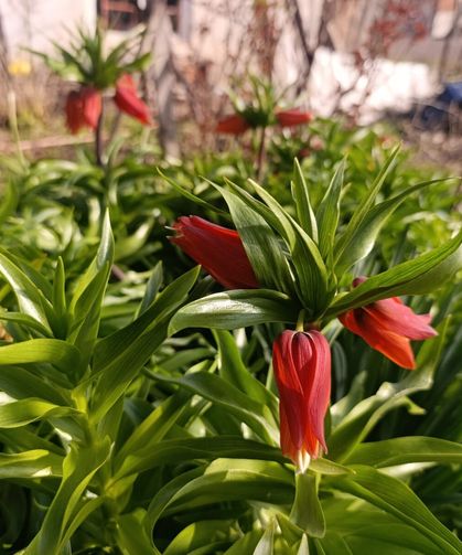 Kütahya’da 20 Günlük Ters Lale Görsel Şöleni Başladı