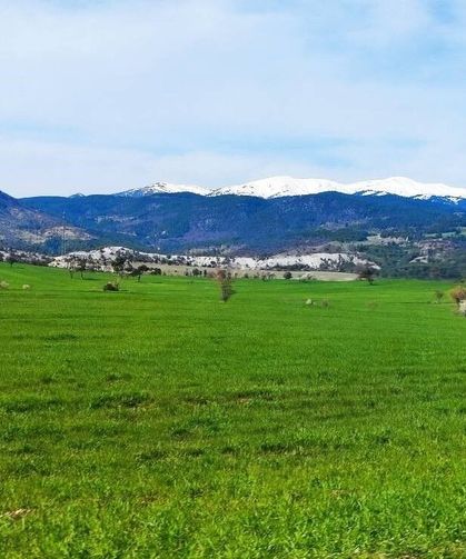 Kütahya Gediz’de bahar sürprizi: Görenler dönüp bir daha bakıyor