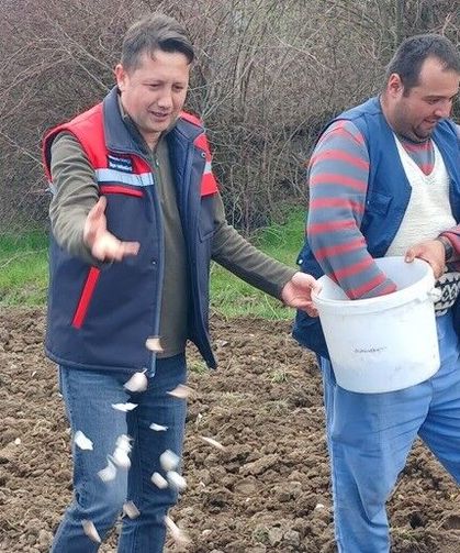 Tavşanlı'da Tarımın Yeni Yıldızı: Köprücek Sarımsağı Ekene Ciddi Gelir Sağlıyor