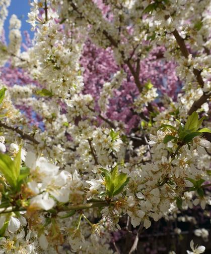 Kütahya’da hava tersine dönüyor: Nisan ortasında kar ve don alarmı