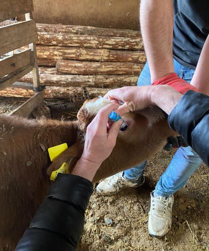 Çavdarhisar’da aşılama seferberliği: büyükbaş hayvanlar koruma altına alındı