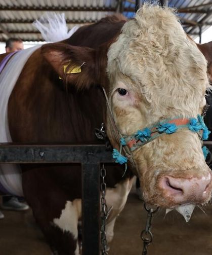 Kütahya’da Kurban Hazırlığı: 11 Bin Kapasiteli Dev Pazar Açıldı
