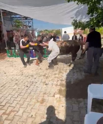 Kütahya’da Kurbanlık Tosun Dehşeti: Görevliyi Yere Savurdu