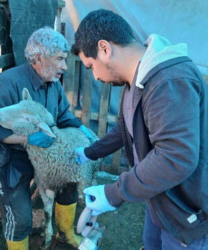 Emet’te küçükbaş hayvanlar için aşılama ve kimliklendirme çalışması başladı