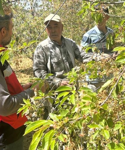 Simav’da üretim alanlarında hastalık mesaisi: Bahçelerde inceleme yapıldı