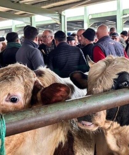 Tavşanlı hayvan pazarında kurbanlık hareketliliği