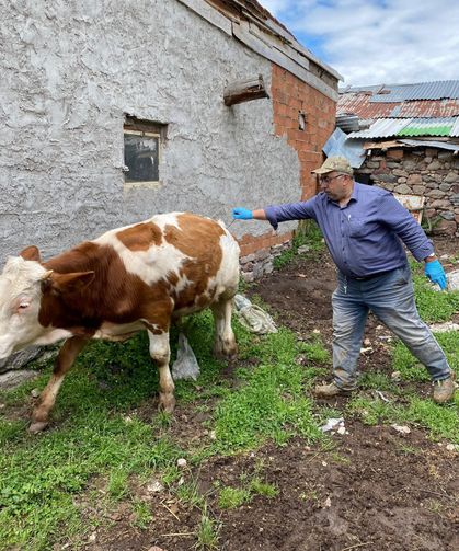 Emet'te büyükbaş hayvanlar için aşılama işlemi yapıldı