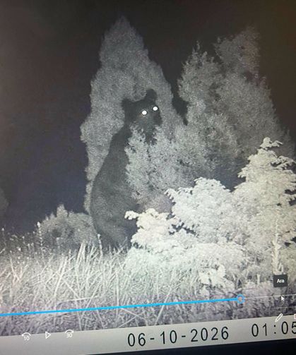 Eğrigöz Dağı’nın Koca Oğlanı Gece Kamerasına Yakalandı!
