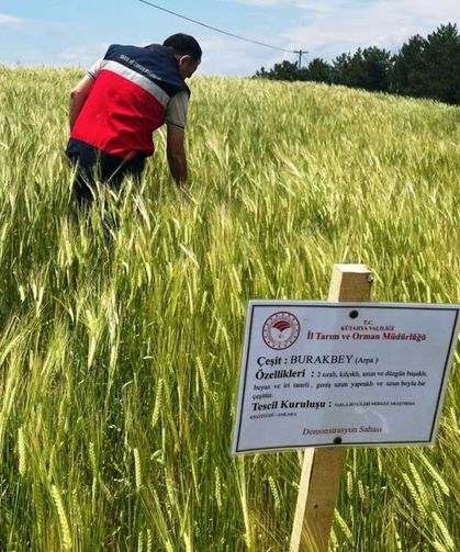 Kütahya'da arpa çeşitlerine ait kontrol çalışmaları sürüyor