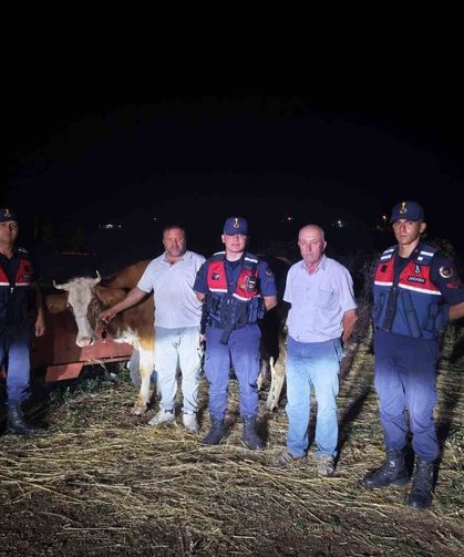 Kütahya’da Kaybolan Büyükbaş Hayvan Bilecik’te Bulundu