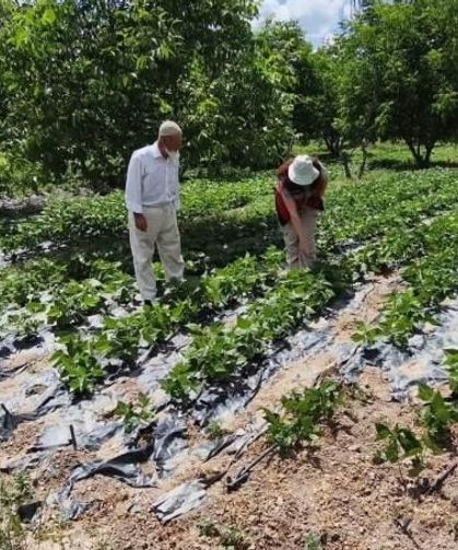 Kütahya'da nohut üretiminde şaşırtan rakam: 120 kilogramı aşacak!