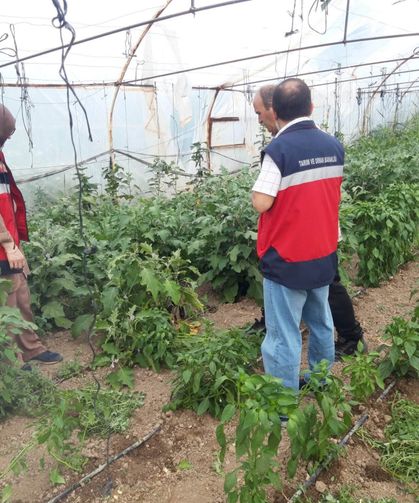 Tavşanlı'da tarla ve seralarda hastalık kontrolleri gerçekleştirildi