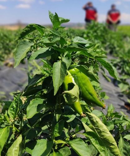 Kütahya’da Üreticinin Sorunları Tarlada Dinlendi