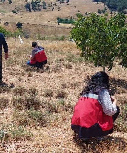 Kütahya’da Adaçayı Tarlaları Denetlendi! Numuneler Alındı