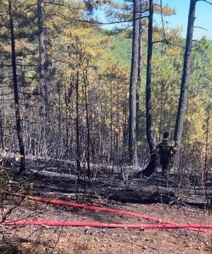 Tavşanlı’da Orman Yangını: Alevlere Havadan ve Karadan Müdahale