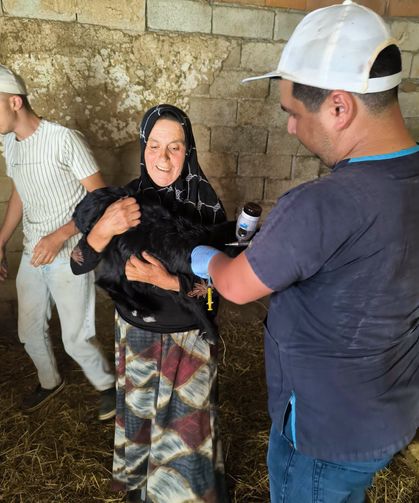 Emet'te hayvan sağlığı çalışmaları gerçekleştirildi