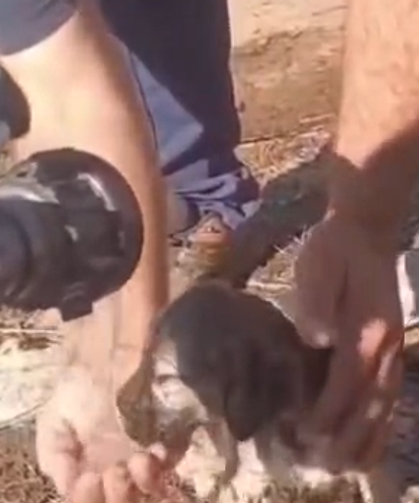 Yangının ortasında mucize kurtuluş! Alevlerden çıkarılan yavru köpeğin su içtiği anlar duygulandırdı