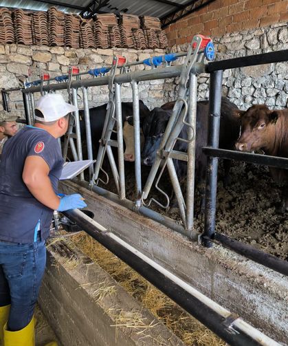 Emet'te hayvancılığa destek projesi kapsamında kontroller sürüyor