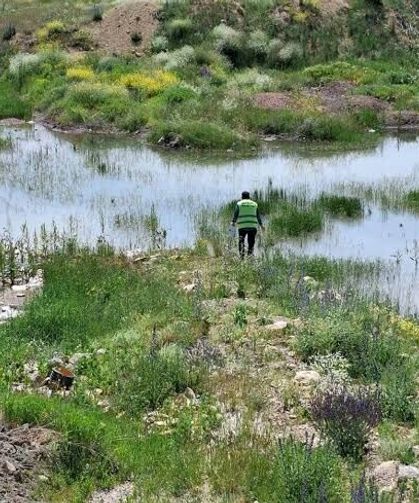 Yaz aylarında pire riskine dikkat! İşte korunmak için alınması gereken önlemler