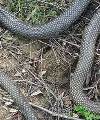 Ormanlık alanlarda yılan saldırısına dikkat! Yılan sokmasında ilk yardım nasıl yapılır?
