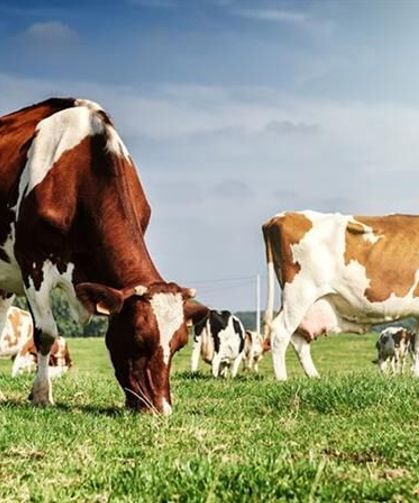 Kütahyalı çiftçilerin hesaplarına milyonlar aktarılıyor