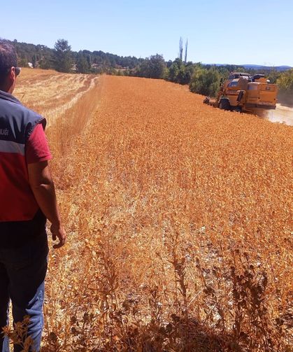 Domaniç'te üreticiye dev destek: Yüzde 75 hibe destekli aspir hasadı başladı
