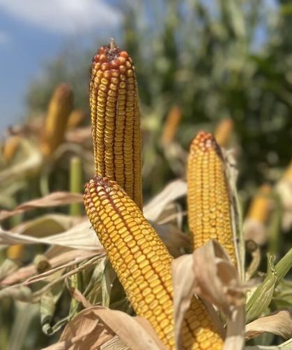 Kütahyalı Üreticiler de Katıldı! Yeni Mısır Çeşitleri Tarlada Tanıtıldı
