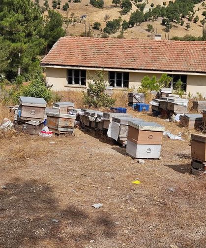 Kütahya'da arıcılık mesaisi: Arılı kovan tespiti gerçekleştirildi