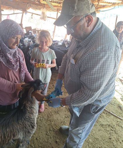 Emet'te küçükbaş hayvanlara küpeleme ve aşılama çalışması gerçekleştirildi