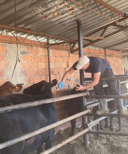 Aslanapa'da şap hastalığına karşı aşılama çalışmaları sürüyor