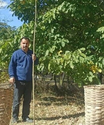 Emet'te ceviz hasadı başladı, tüketicilerden yoğun ilgi görüyor