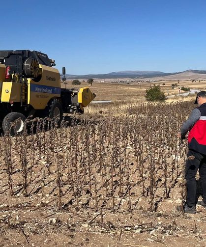 Aslanapa'da ayçiçeği hasat kontrolleri gerçekleştirildi