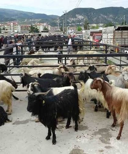 Kütahya'da Canlı Hayvan Pazarı geçici olarak kapatıldı