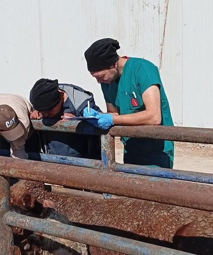 Kütahya’da Uruguay’dan getirilen besilik sığırlara sağlık kontrolü