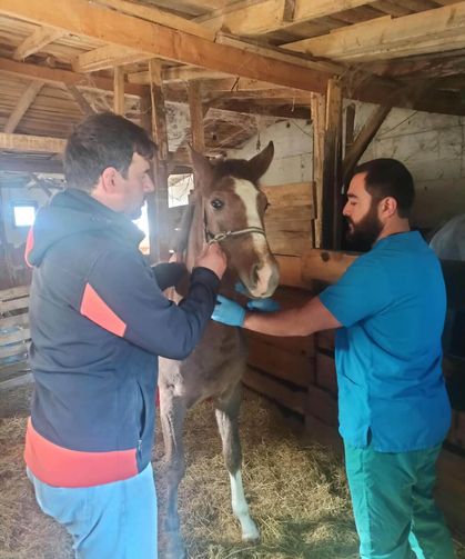 Kütahya’da safkan Arap tayları tescillendi! Soy kütüğü kayıtları güvence altına alınıyor