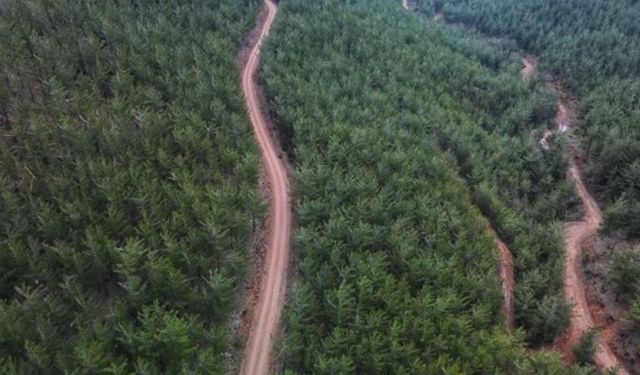 Kütahya'nın yeşil ciğerleri: Kendinizi kaybedeceğiniz en görkemli ormanlar