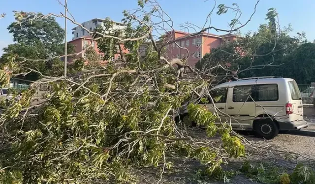 Aydın’da süs ağacı araçların üzerine devrildi