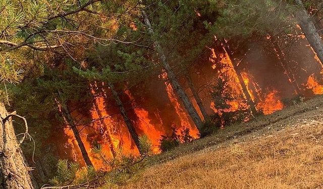 Kütahya Ormanlarını Yakan Sebep: Bakın ne oldu?