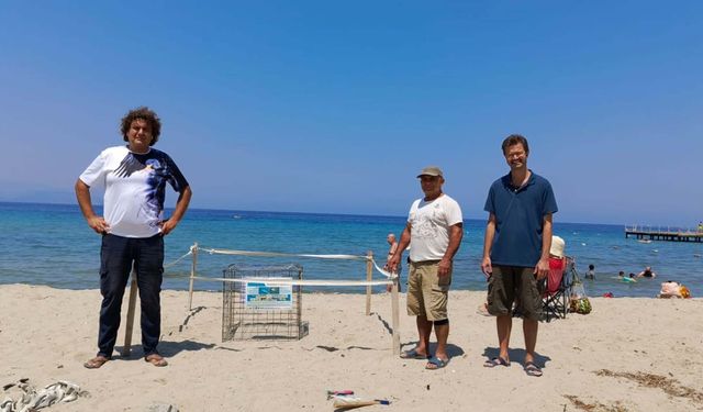 Didim’de Doğa Harikası: Carettalar Sahile İndi