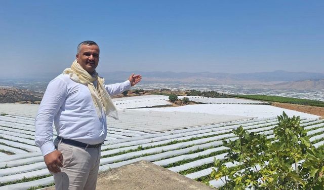Beyazın En Güzel Hâli: Sarıgöl Ovası Pamukla Kaplandı