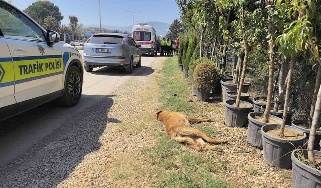 Köpeğe çarpan motosikletli yaralandı, hayvan telef oldu