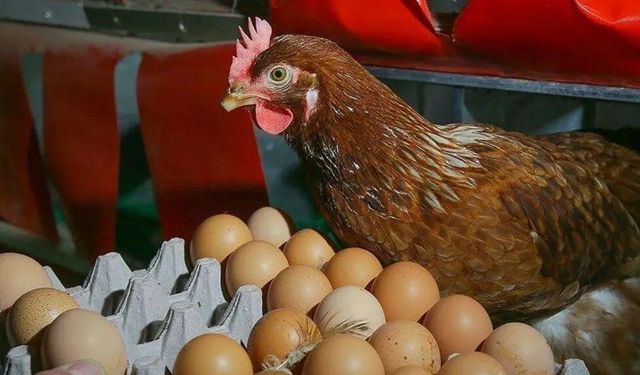 Kütahya Tarım’dan Yumurtada Kritik Uyarı!