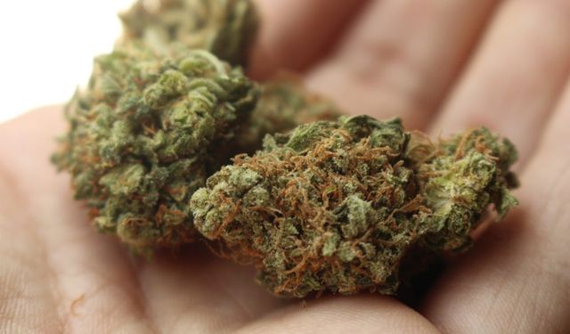 Kenevir Eczanelerde! Yeni Dönem Başladı
