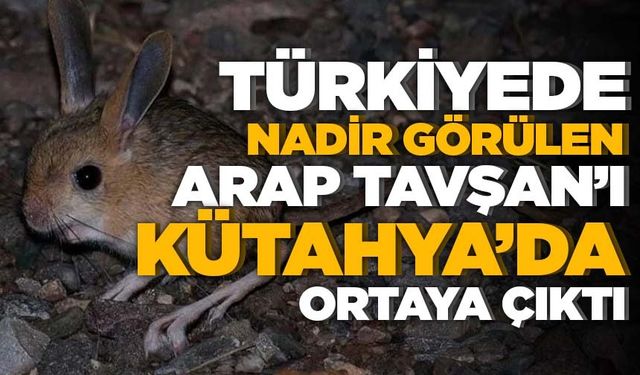 Türkiye'de nadir görülen arap tavşanı Kütahya'da ortaya çıktı
