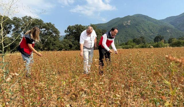 Simav’da Karabuğday Üretimi Yakın Takipte: Alternatif Tarıma Destek Artıyor