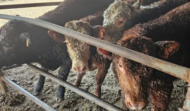 Emet'te İthal Hayvanlara Sıkı Kontrol: Halk Sağlığı İçin Önlem Üst Düzeyde