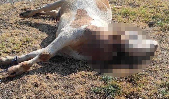 Boğazı kesilmiş inek köyde panik yarattı