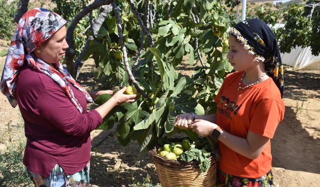 İncirde hasat başladı; kerevetlerde kurutuluyor