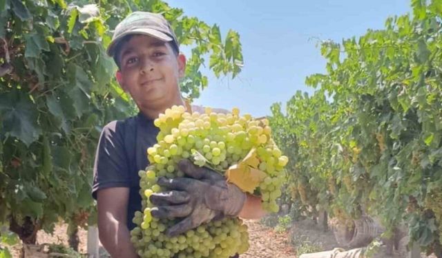 Dev salkım Manisa’da yetişti: 7 kilo 250 gram