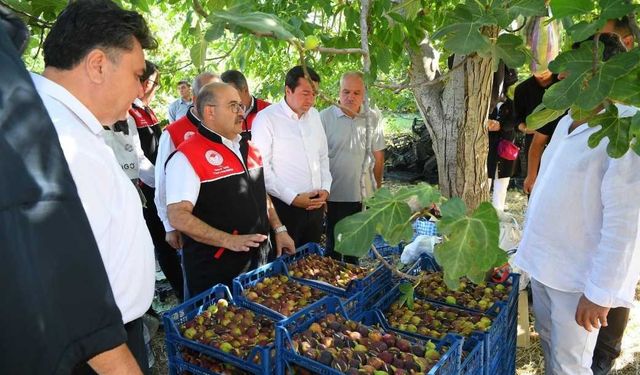 Lezzetiyle ünlü Havran incirinde hasat zamanı